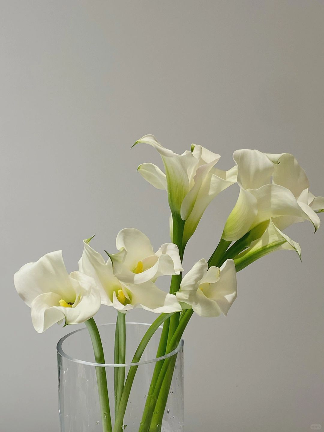 Ý nghĩa hoa Rum trắng