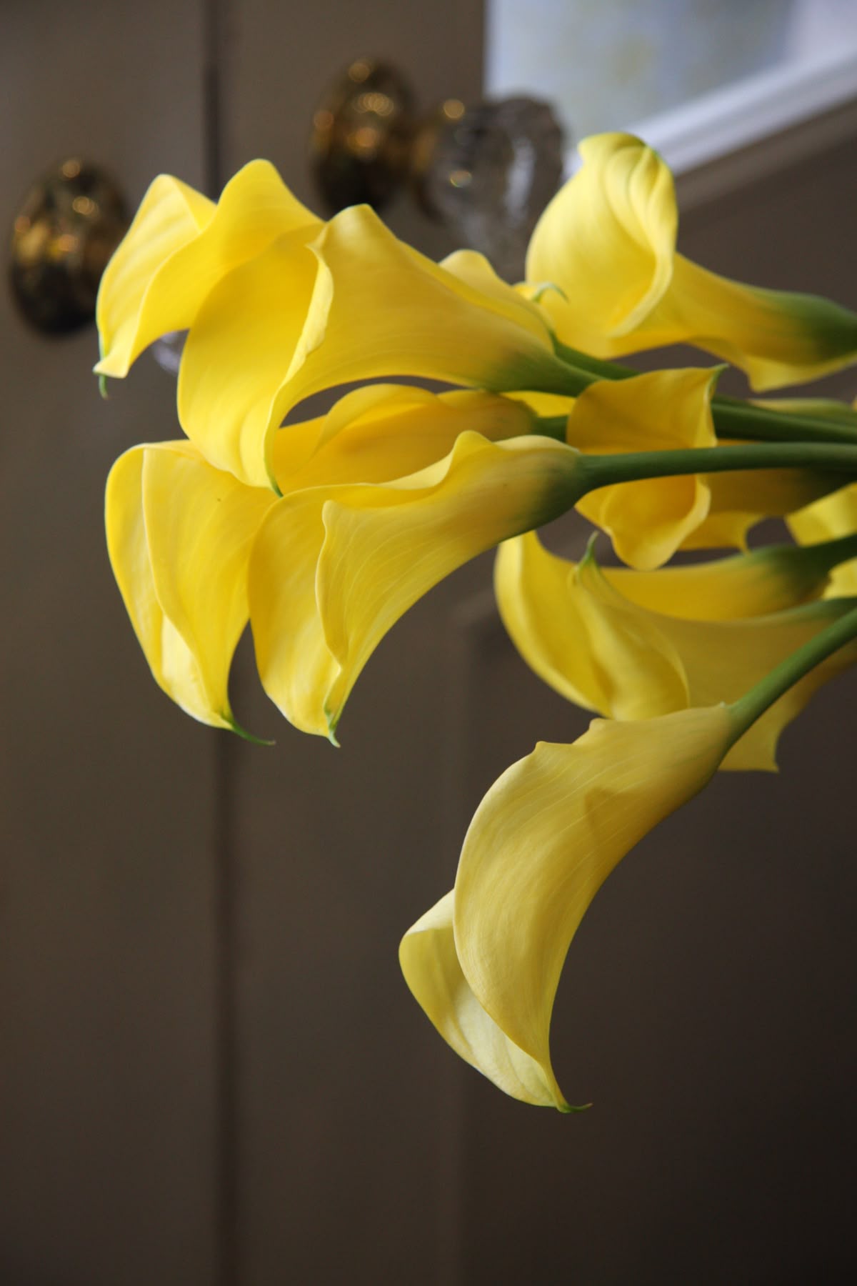 Ý nghĩa hoa Rum vàng