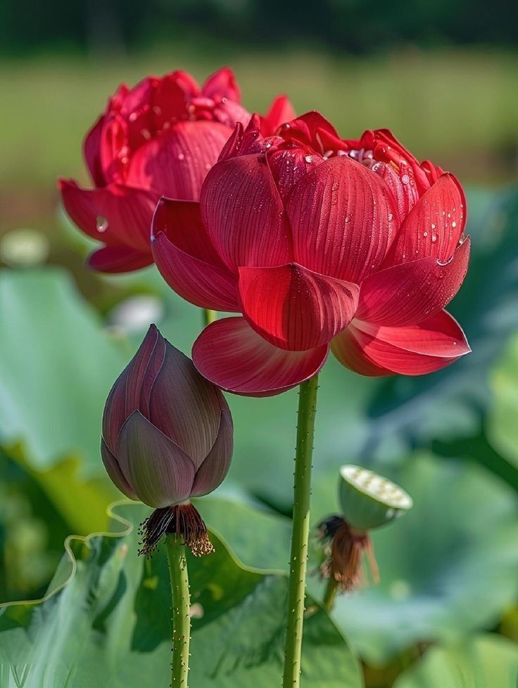 Ý nghĩa hoa sen đỏ