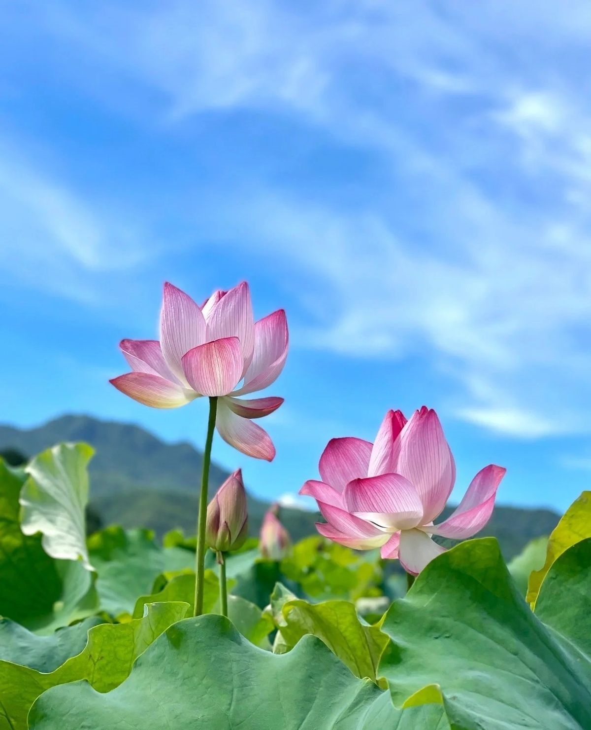 Ý nghĩa hoa sen tại các quốc gia khác