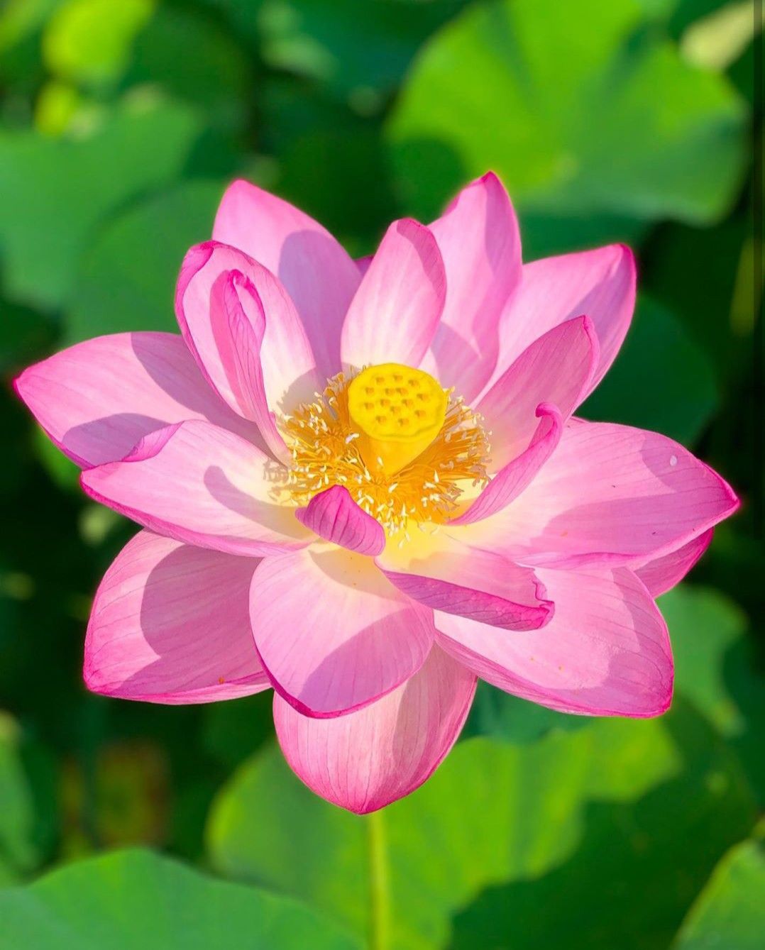 Ý nghĩa hoa sen trong đời sống văn hóa Việt Nam