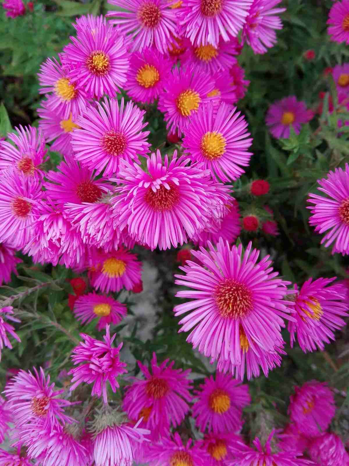 Ý nghĩa hoa thạch thảo hồng