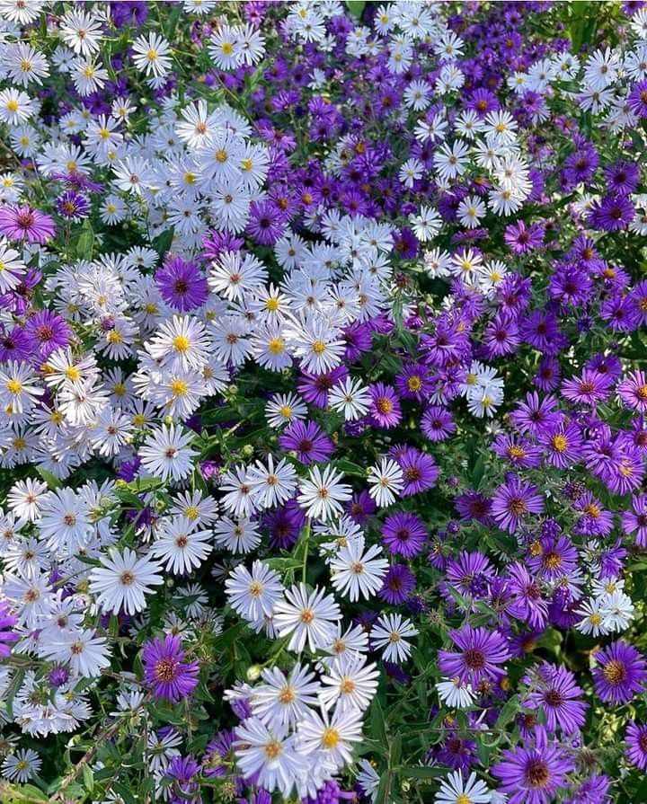 Ý nghĩa hoa thạch thảo theo các nền văn hóa