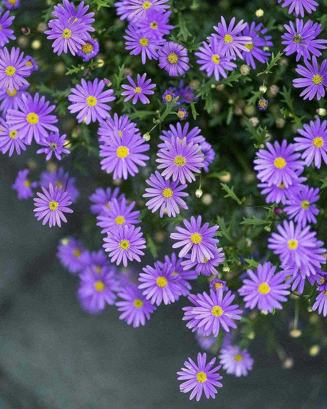 Ý nghĩa hoa thạch thảo tím