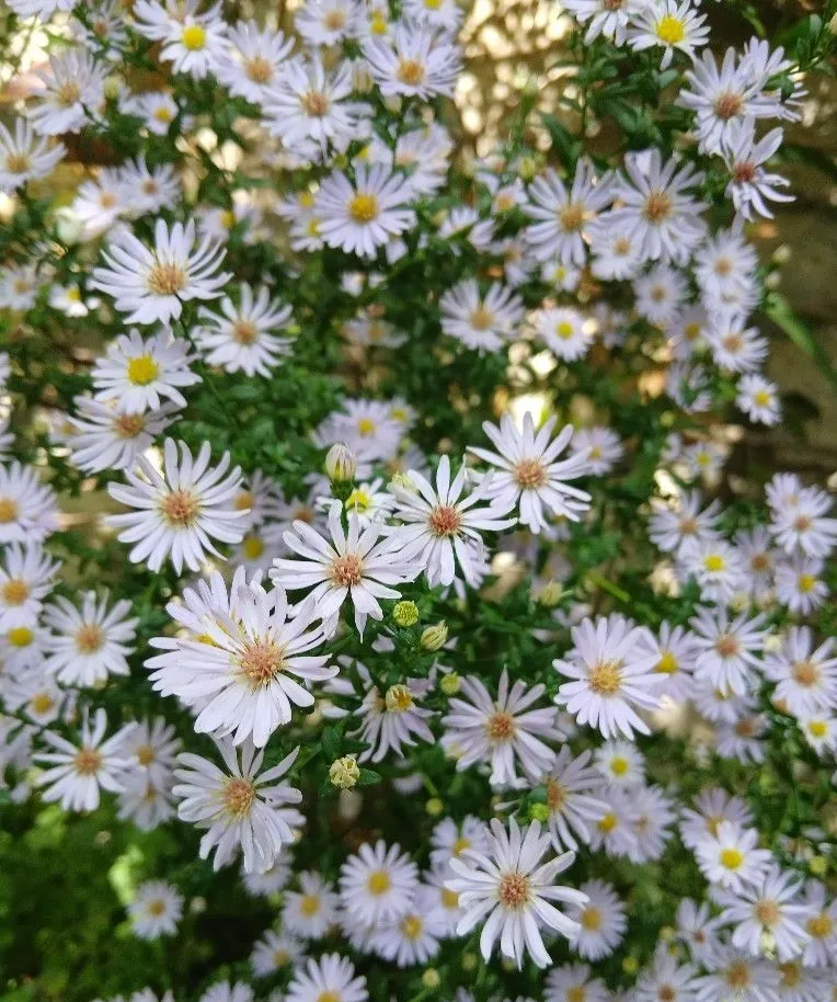 Ý nghĩa hoa thạch thảo trắng