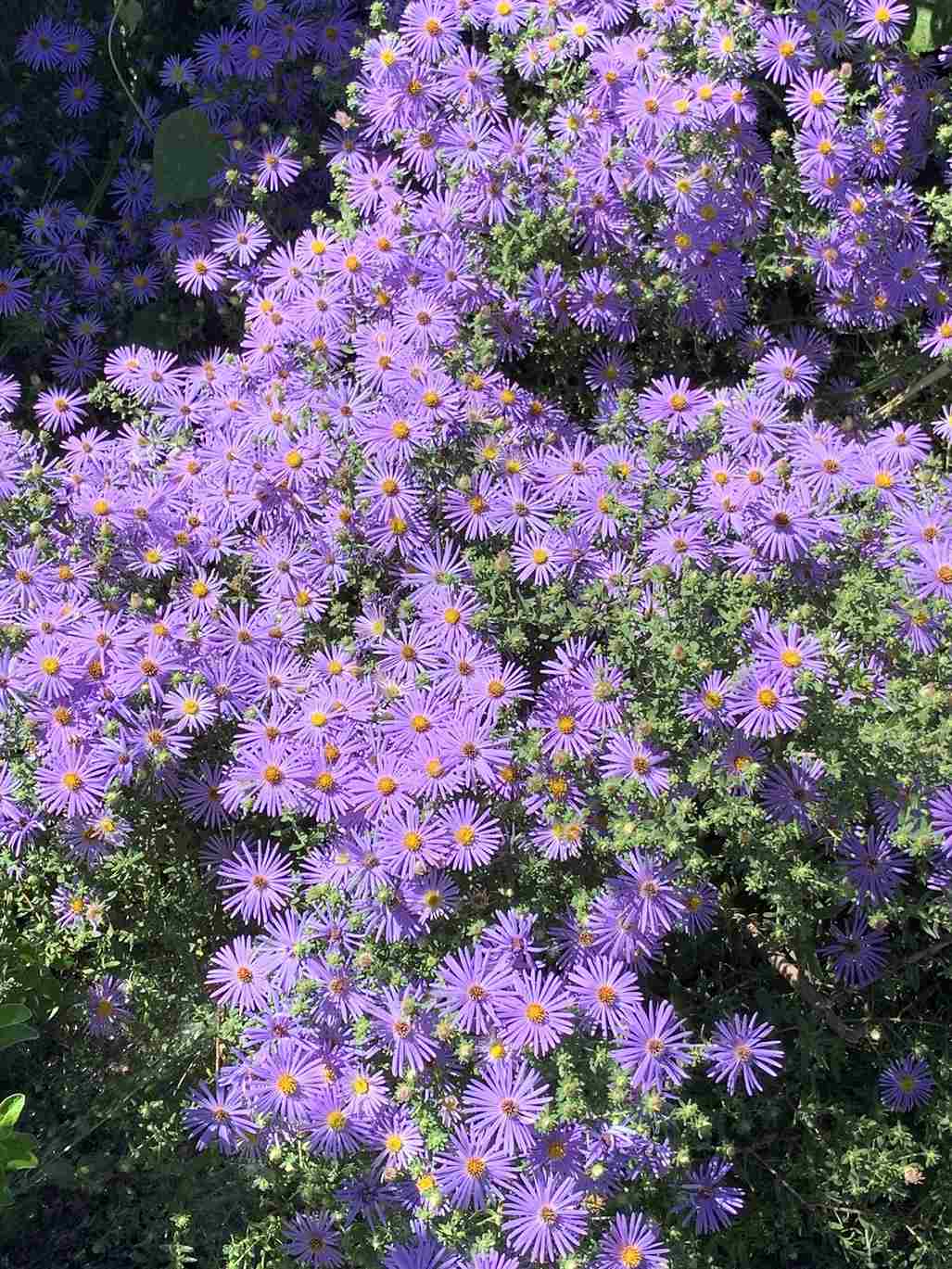 Ý nghĩa hoa thạch thảo trong tình yêu