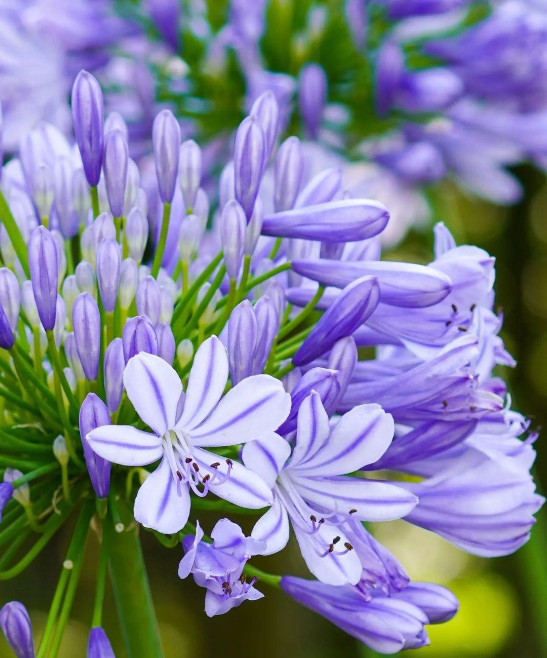 Ý nghĩa hoa thanh anh trong đời sống