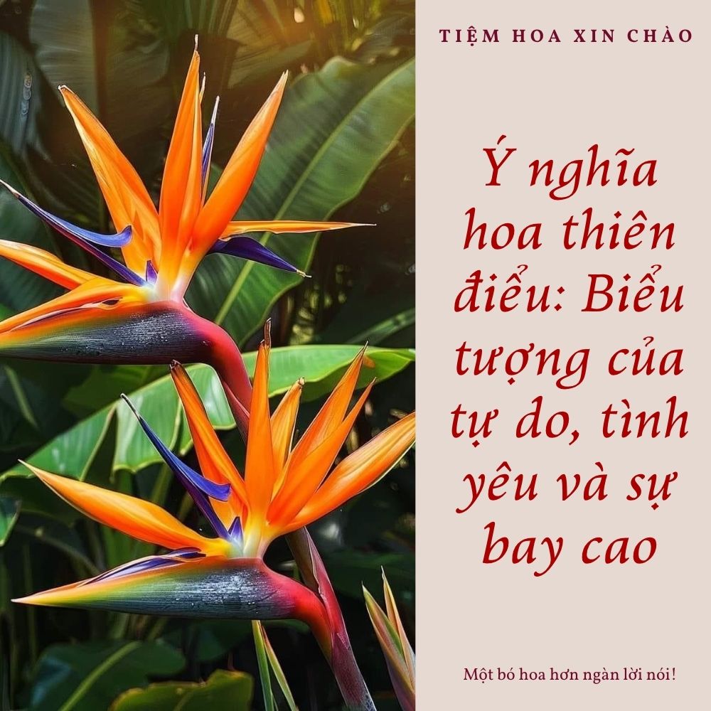 Ý nghĩa hoa thiên điểu