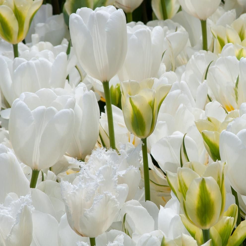 Ý nghĩa hoa tulip trắng trong tình yêu