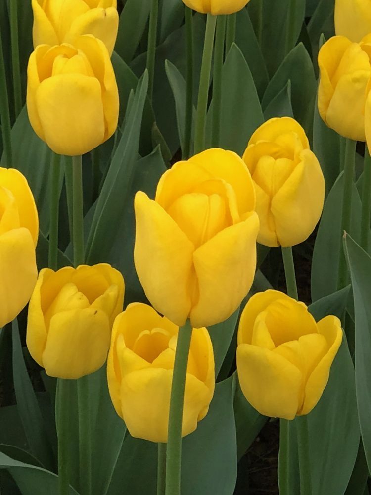 Ý nghĩa hoa tulip vàng