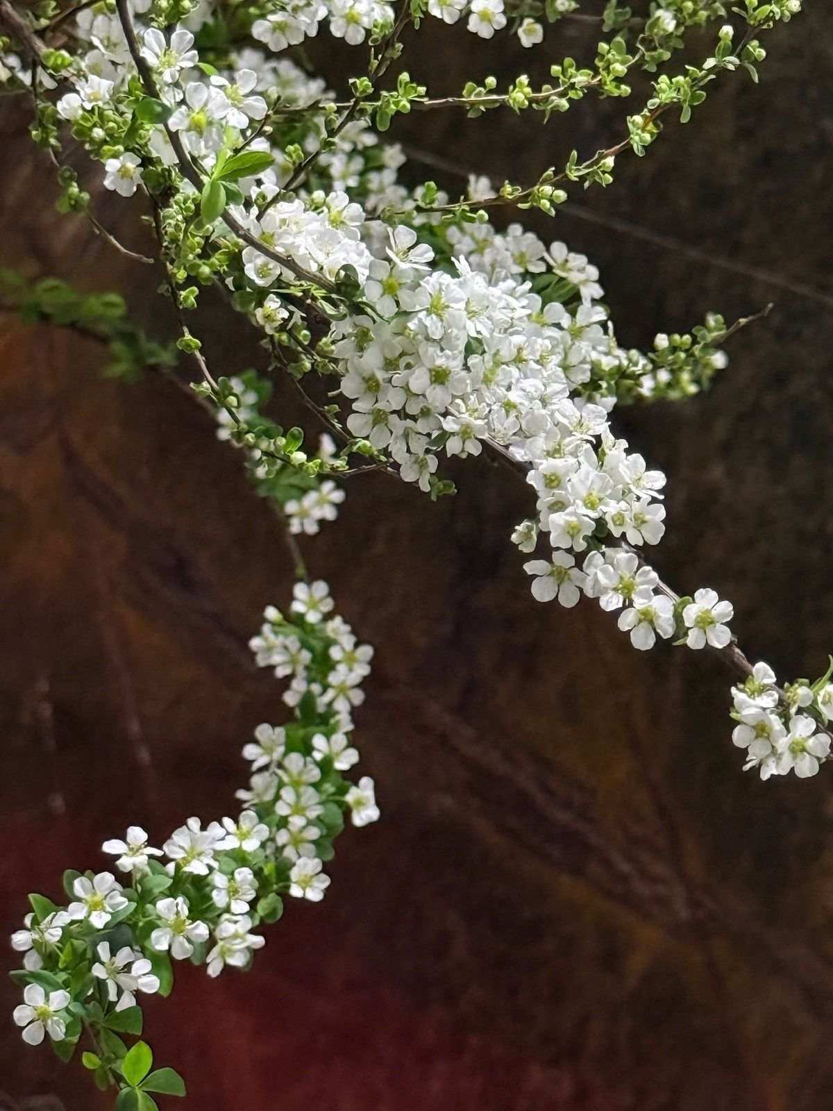 Ý nghĩa hoa tuyết mai trắng