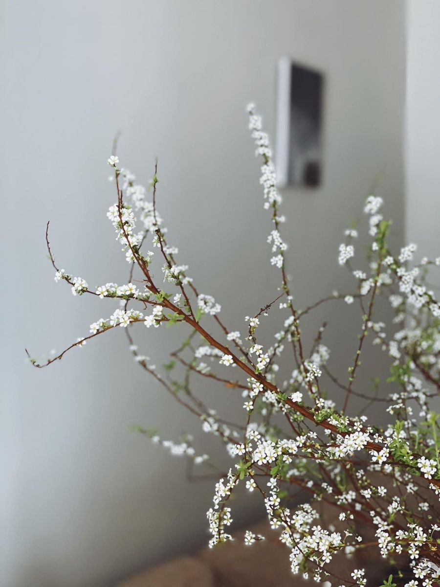 Ý nghĩa hoa tuyết mai trong phong thủy