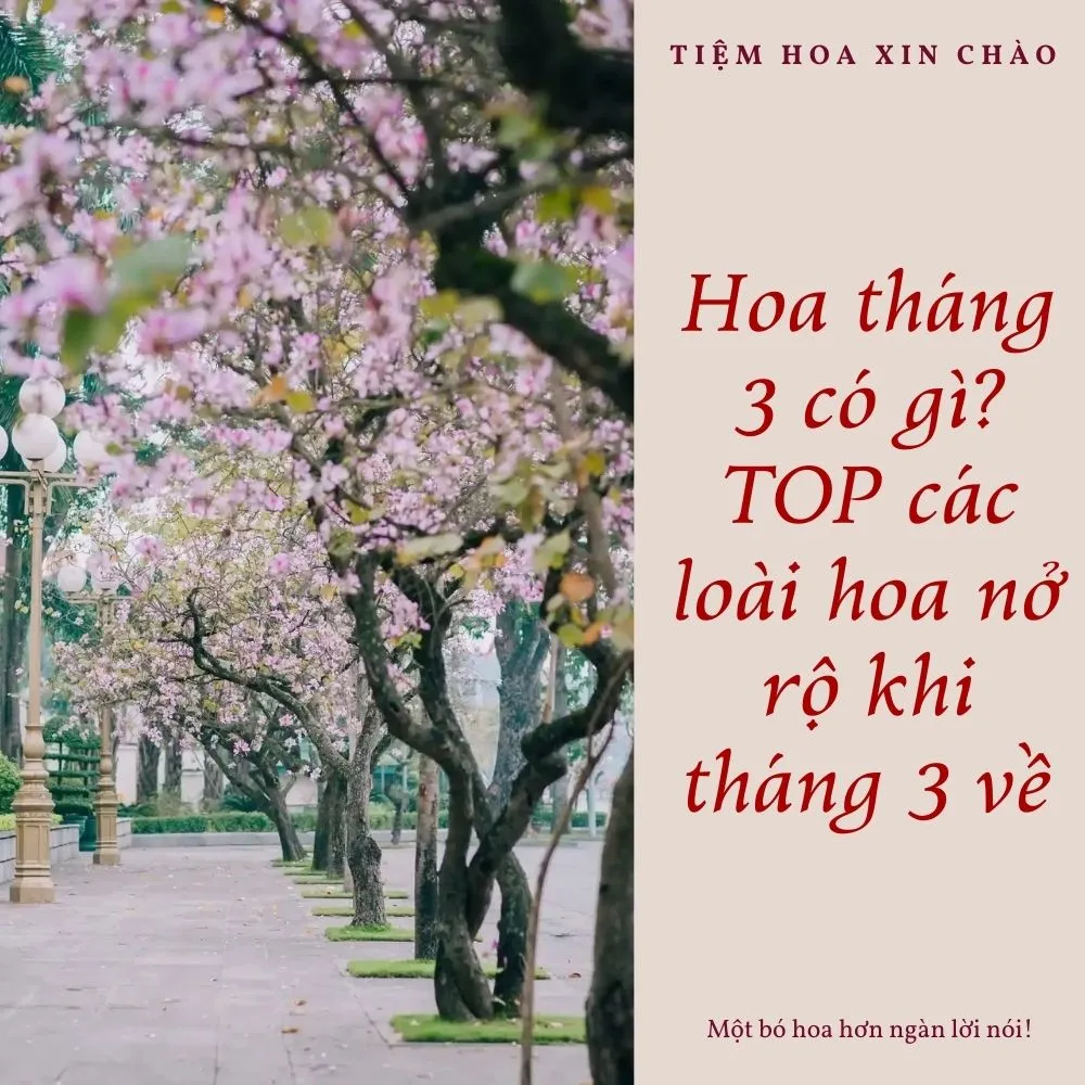 các loài hoa tháng 3