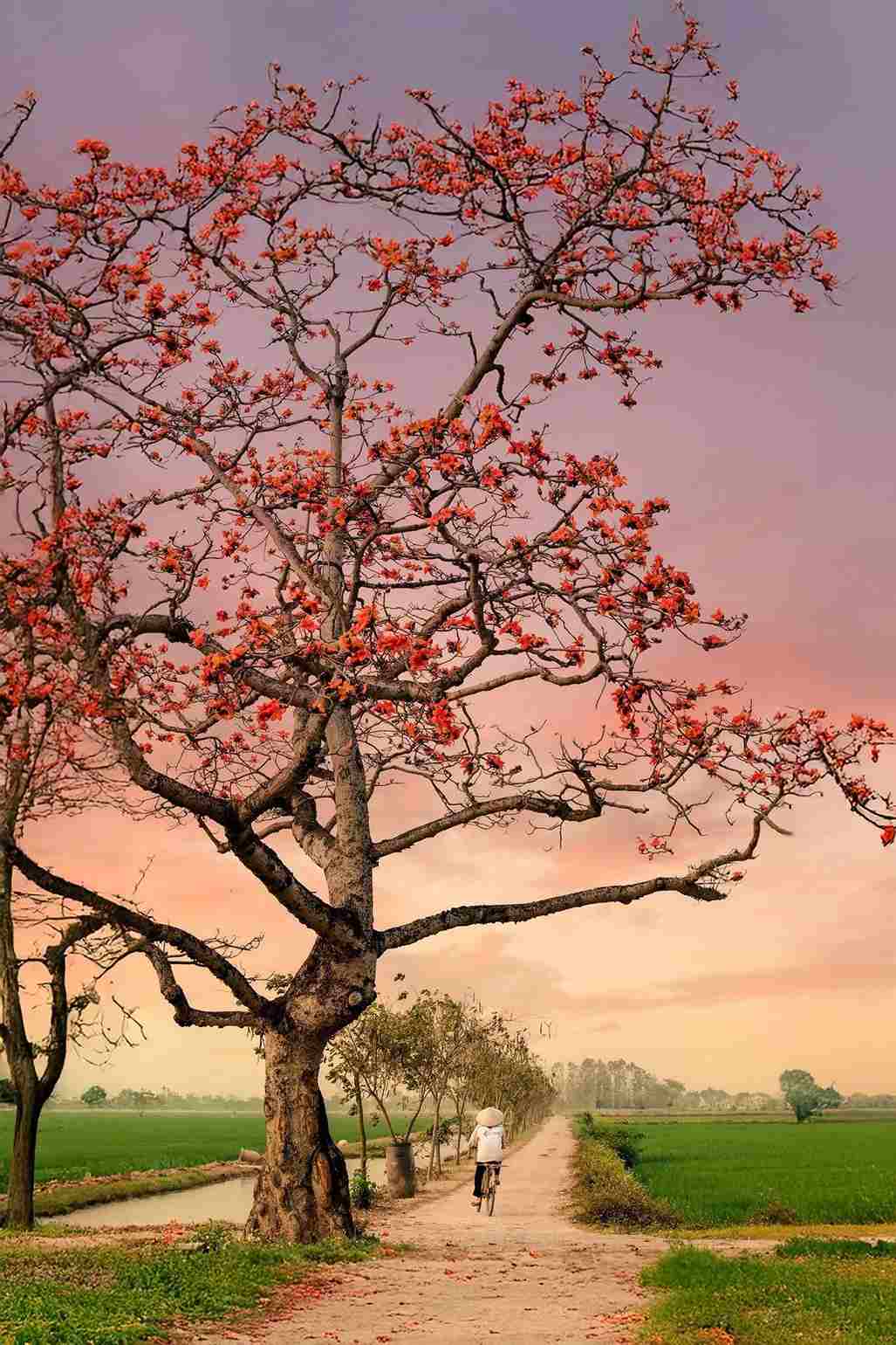 cây gạo nở hoa vào mùa nào