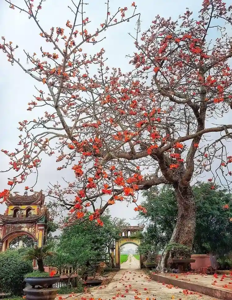 cây gạo nở vào mùa nào