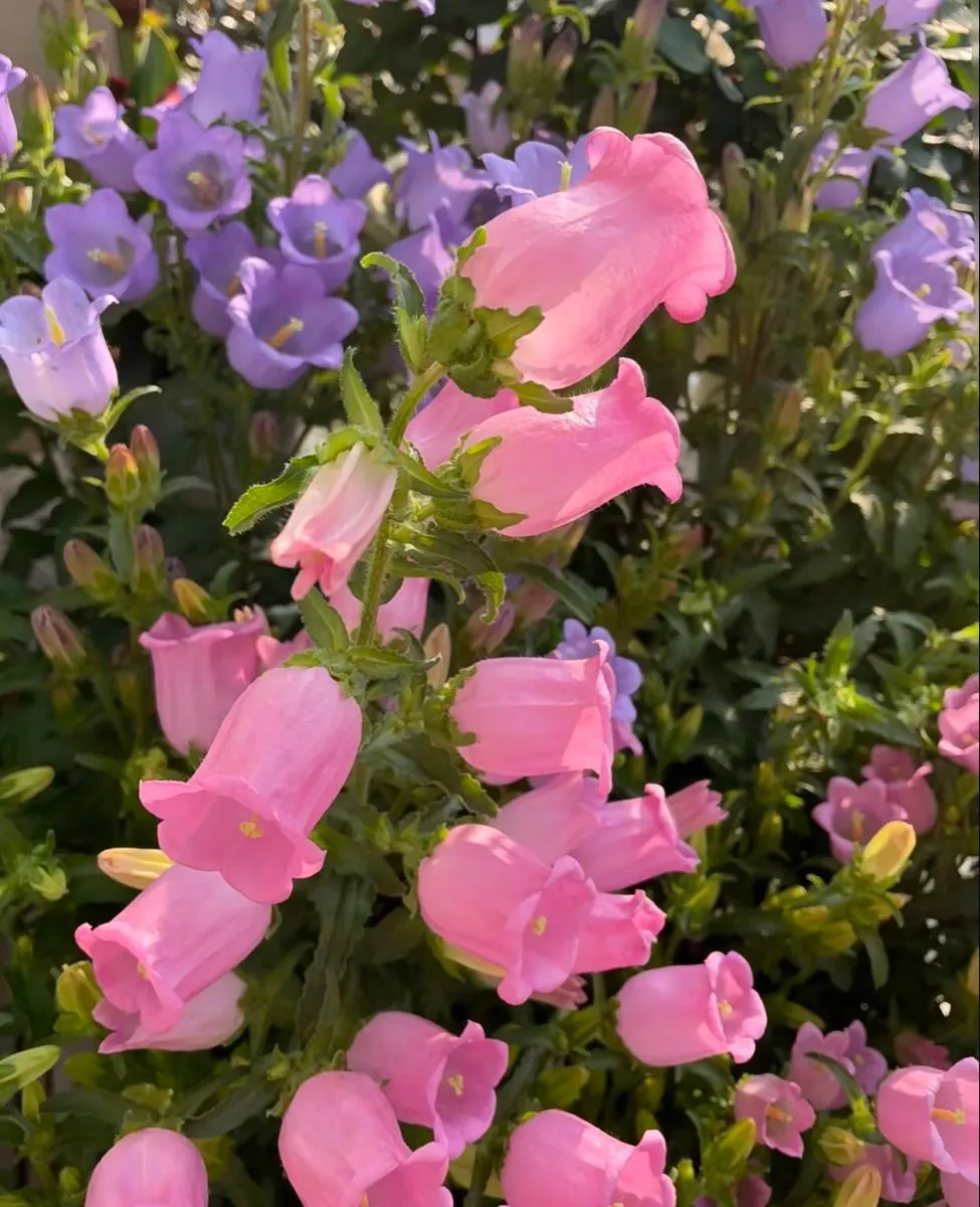 Đặc điểm của hoa chuông