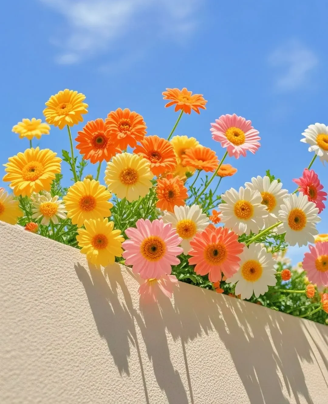 Đặc điểm hoa đồng tiền