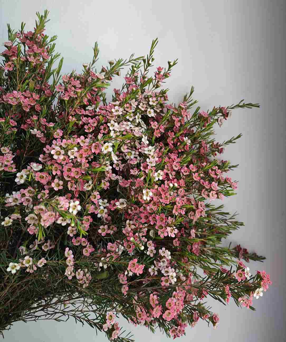 Đặc điểm hoa thanh liễu