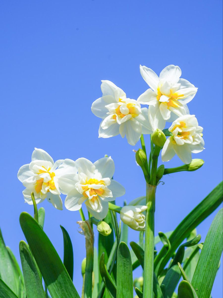 Đặc điểm hoa thủy tiên