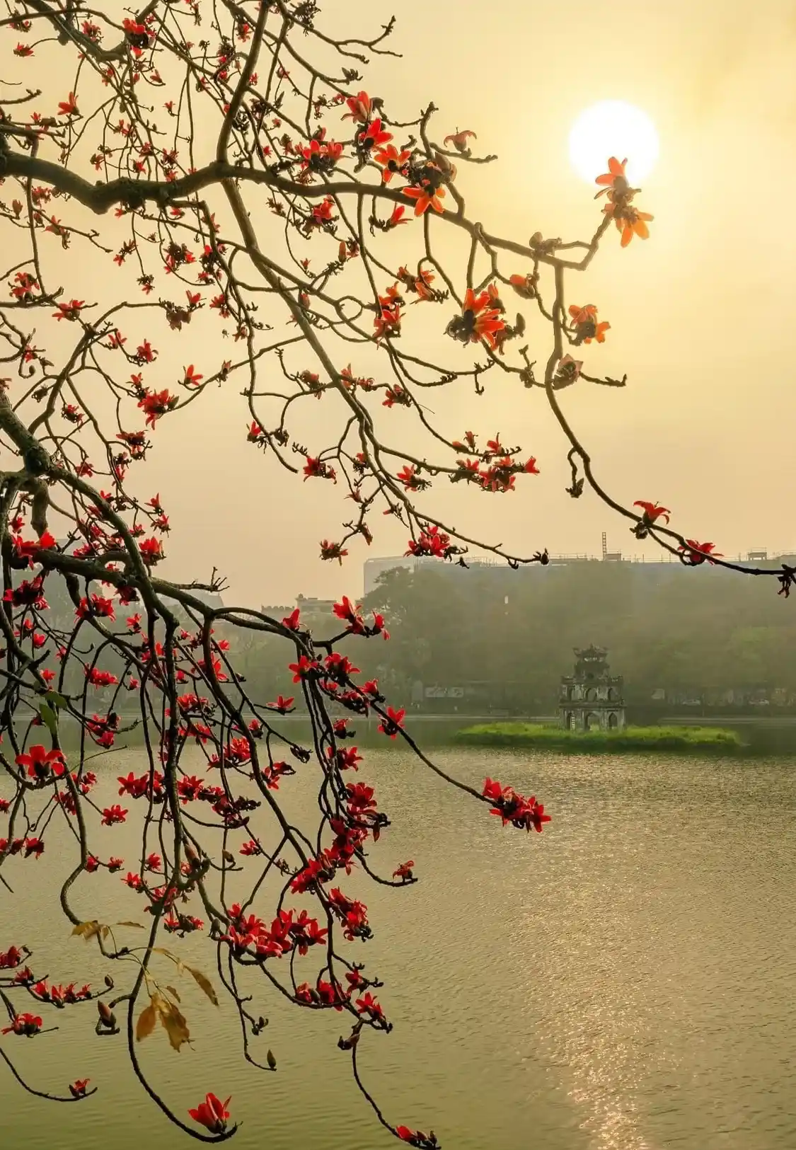 địa điểm ngắm mùa hoa gạo tháng 3 đẹp nhất