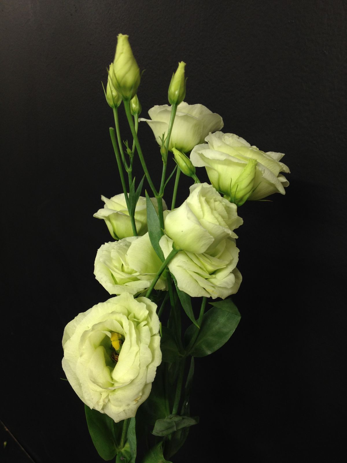 Hoa cát tường xanh có ý nghĩa gì?