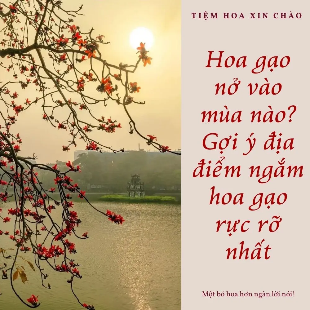 hoa gạo nở vào mùa nào
