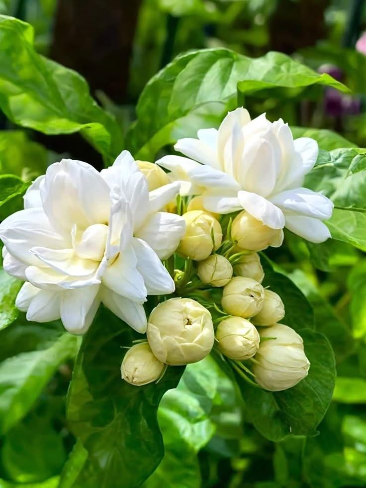 Hoa nhài hợp mệnh nào?