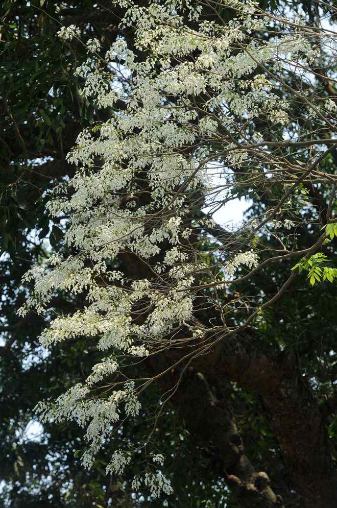 Hoa sưa tháng 3 - Biểu tượng mùa xuân và ký ức Hà Nội