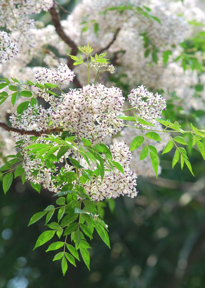 Hoa xoan - Các loài hoa nở vào tháng 3