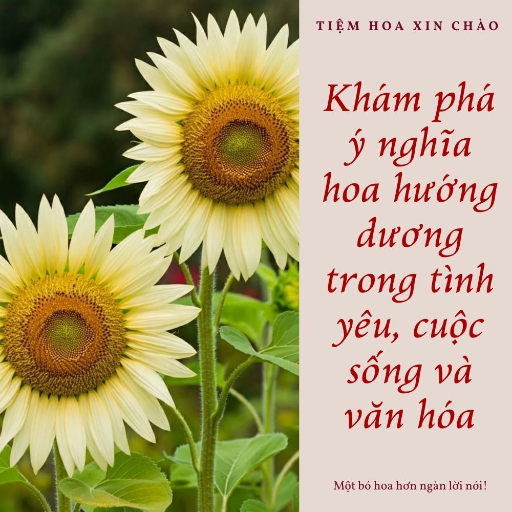 Khám phá ý nghĩa hoa hướng dương