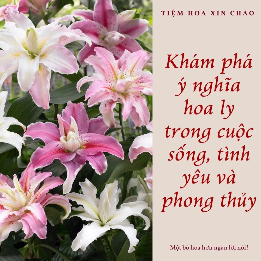 Khám phá ý nghĩa hoa ly