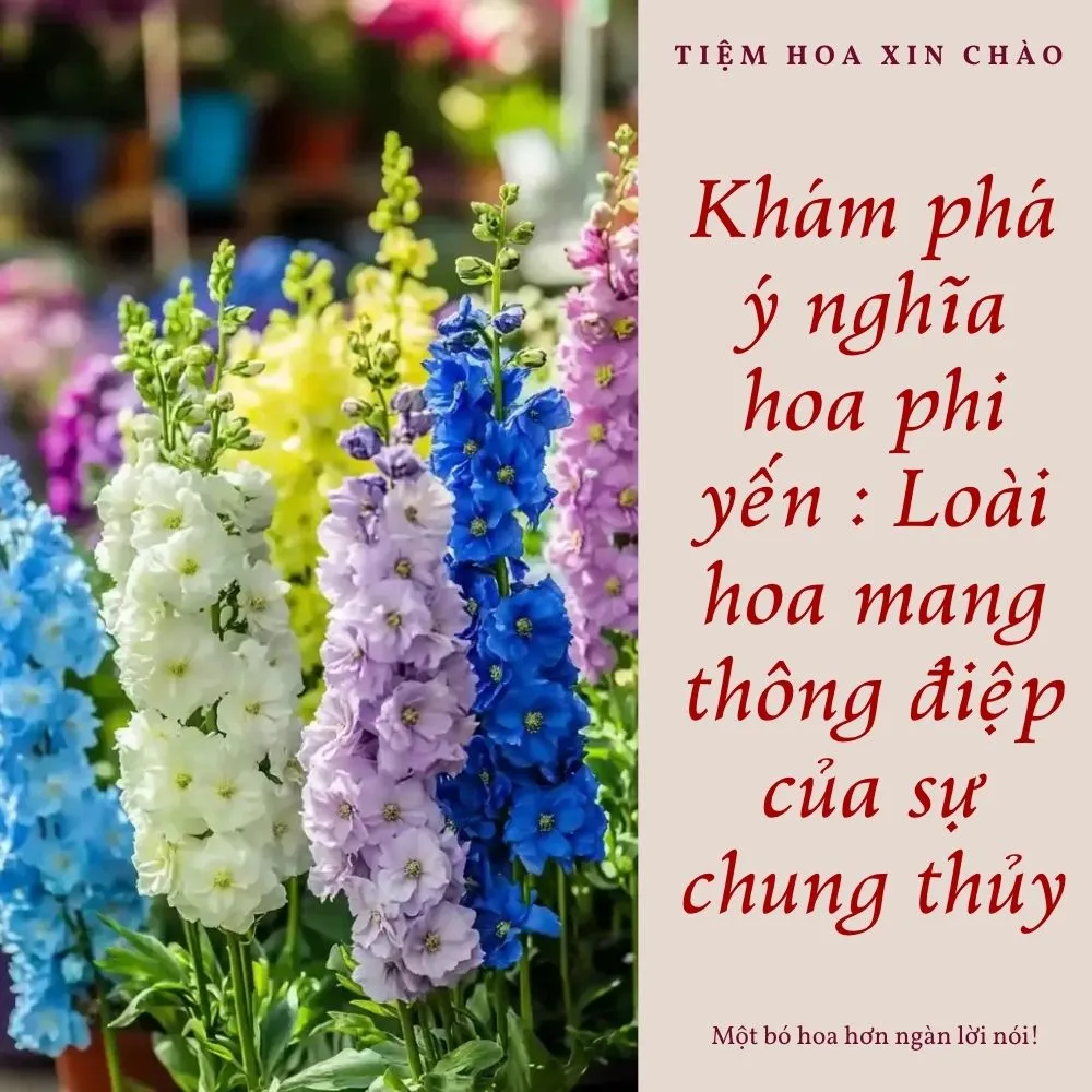 Khám phá ý nghĩa hoa phi yến