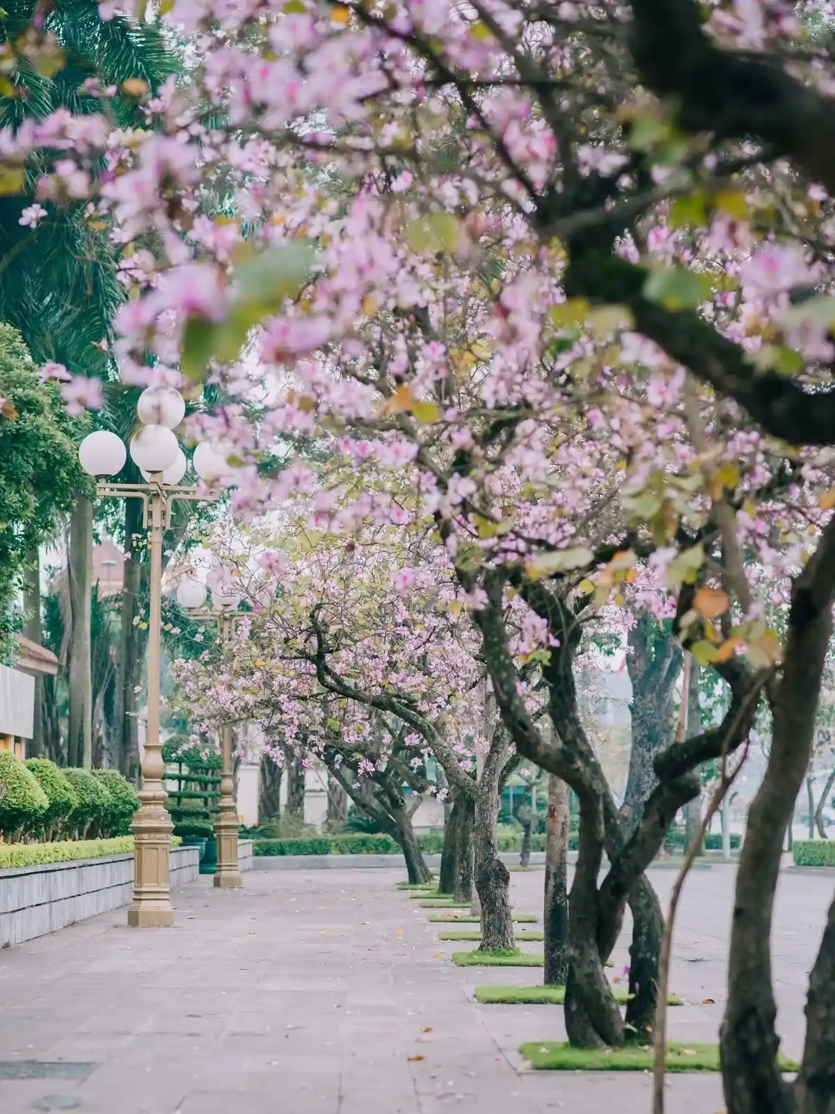 Mùa hoa ban tháng 3