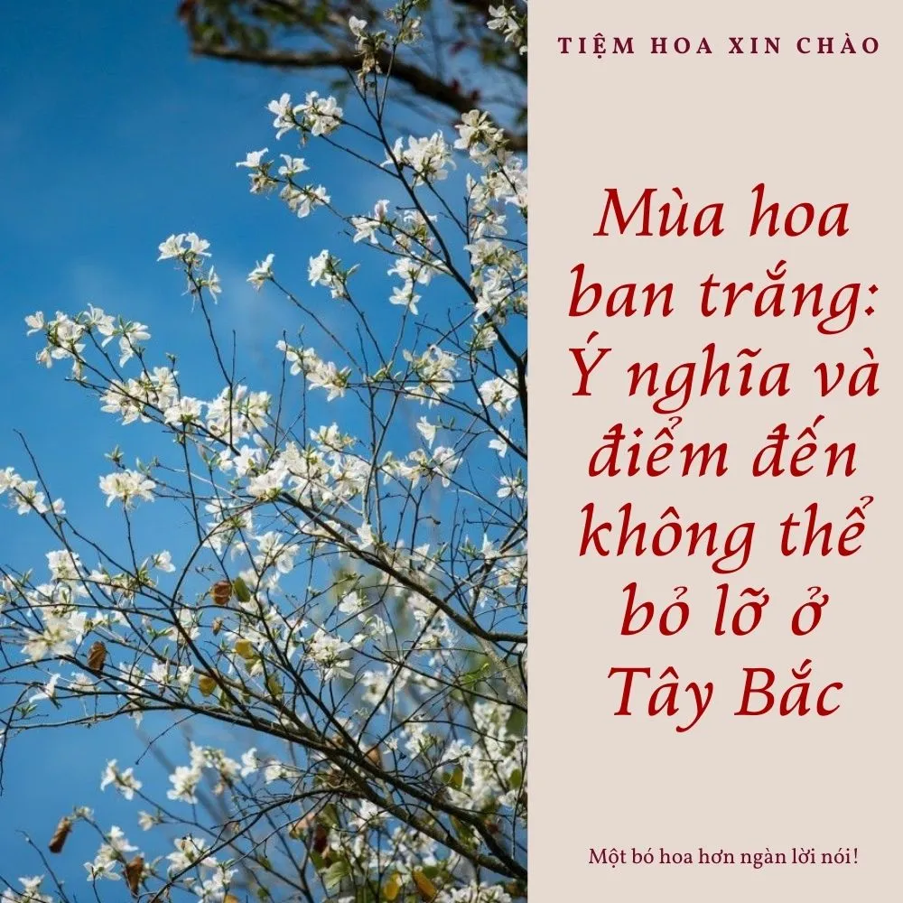 Mùa hoa ban trắng và ý nghĩa
