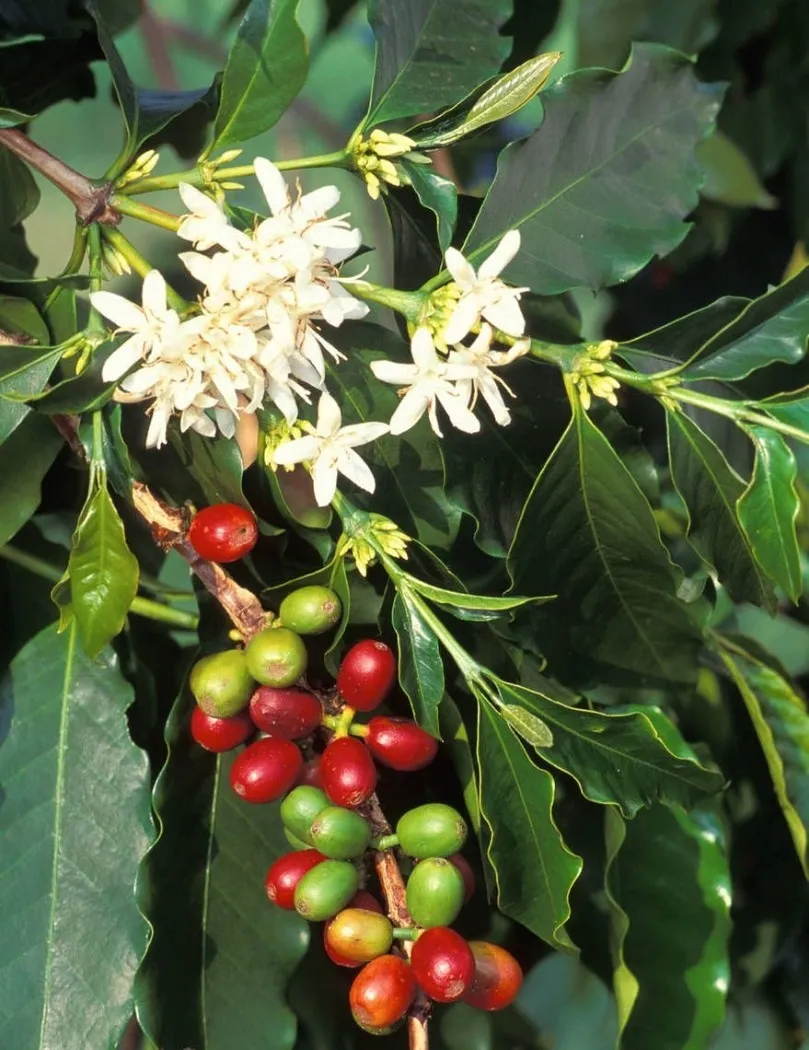 Mùa hoa cà phê tháng 3