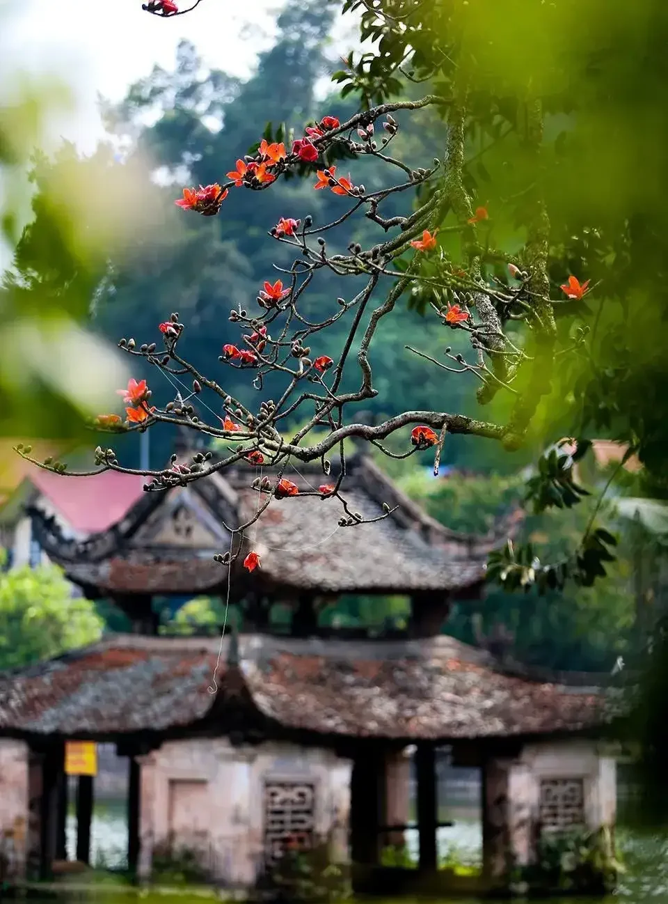 mùa hoa gạo tháng 3