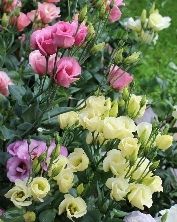 Những dịp phù hợp tặng hoa cát tường (lan tường)