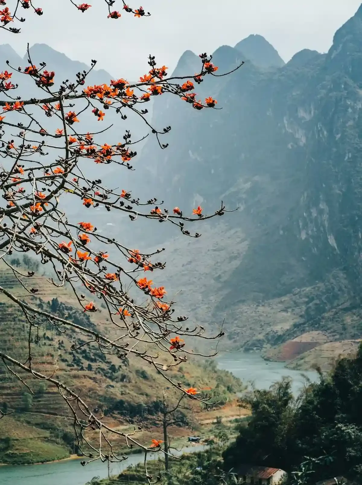 tháng 3 mùa hoa gạo