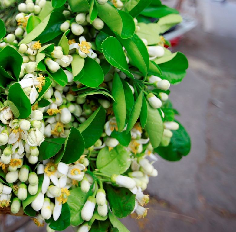 Tháng 3 và mùa hoa bưởi nở trắng trời