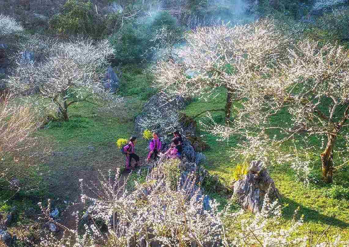 Ứng dụng hoa ban trắng trong cuộc sống