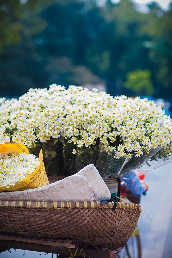 Ứng dụng hoa cúc họa mi trong cuộc sống