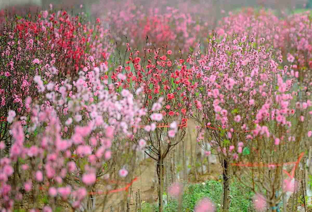 Ứng dụng hoa đào trong cuộc sống