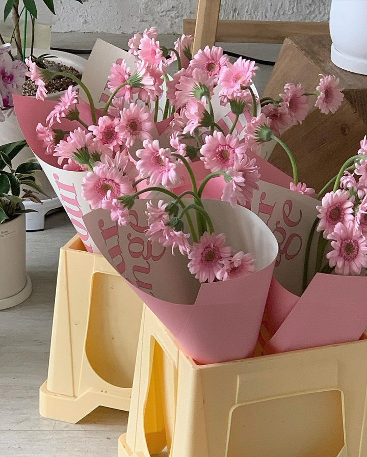 Ứng dụng hoa đồng tiền trong cuộc sống