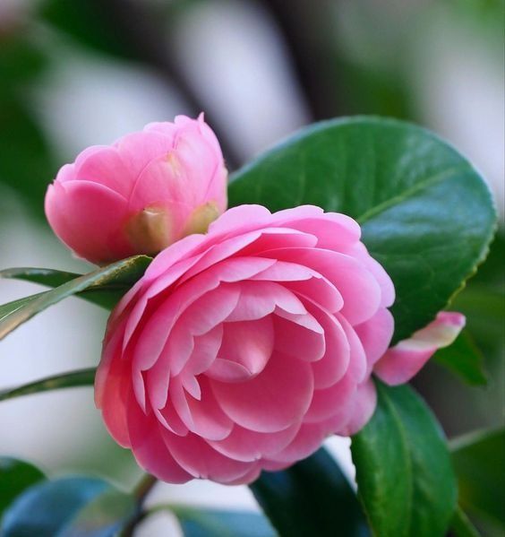 Ứng dụng hoa hải đường trong cuộc sống