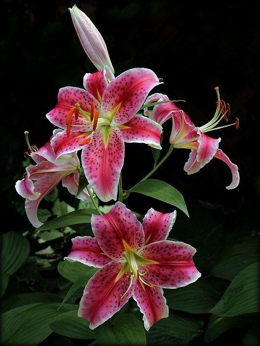 Ứng dụng hoa ly trong cuộc sống