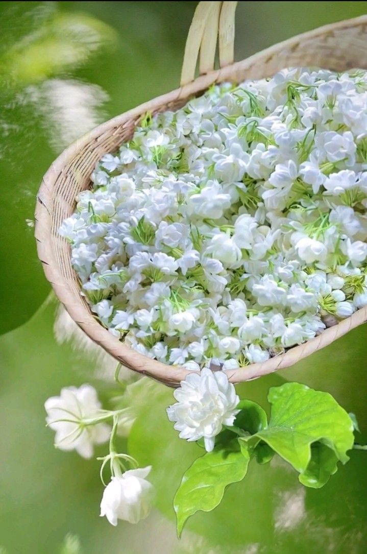 Ứng dụng hoa nhài trong cuộc sống