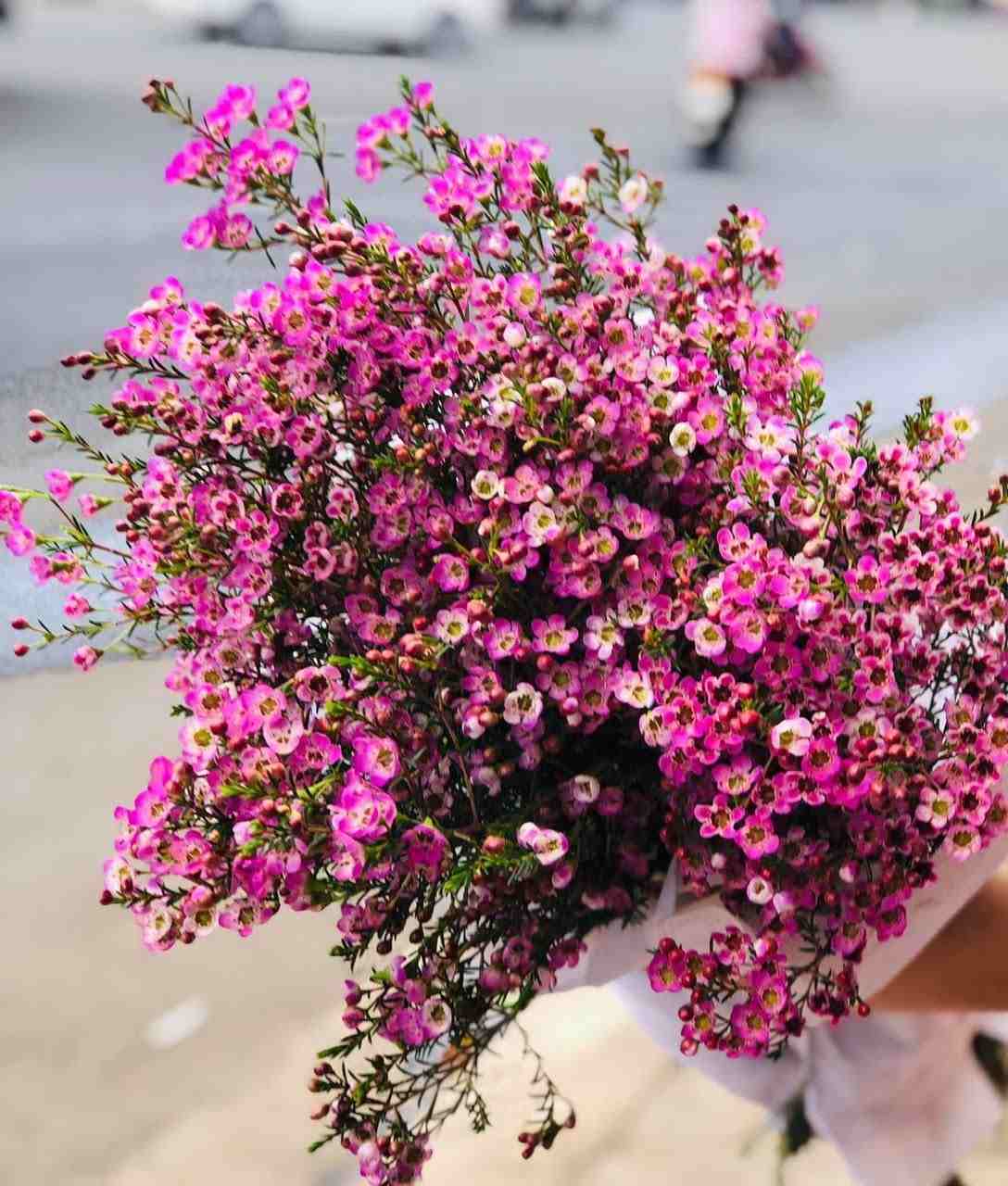 Ứng dụng hoa thanh liễu trong cuộc sống