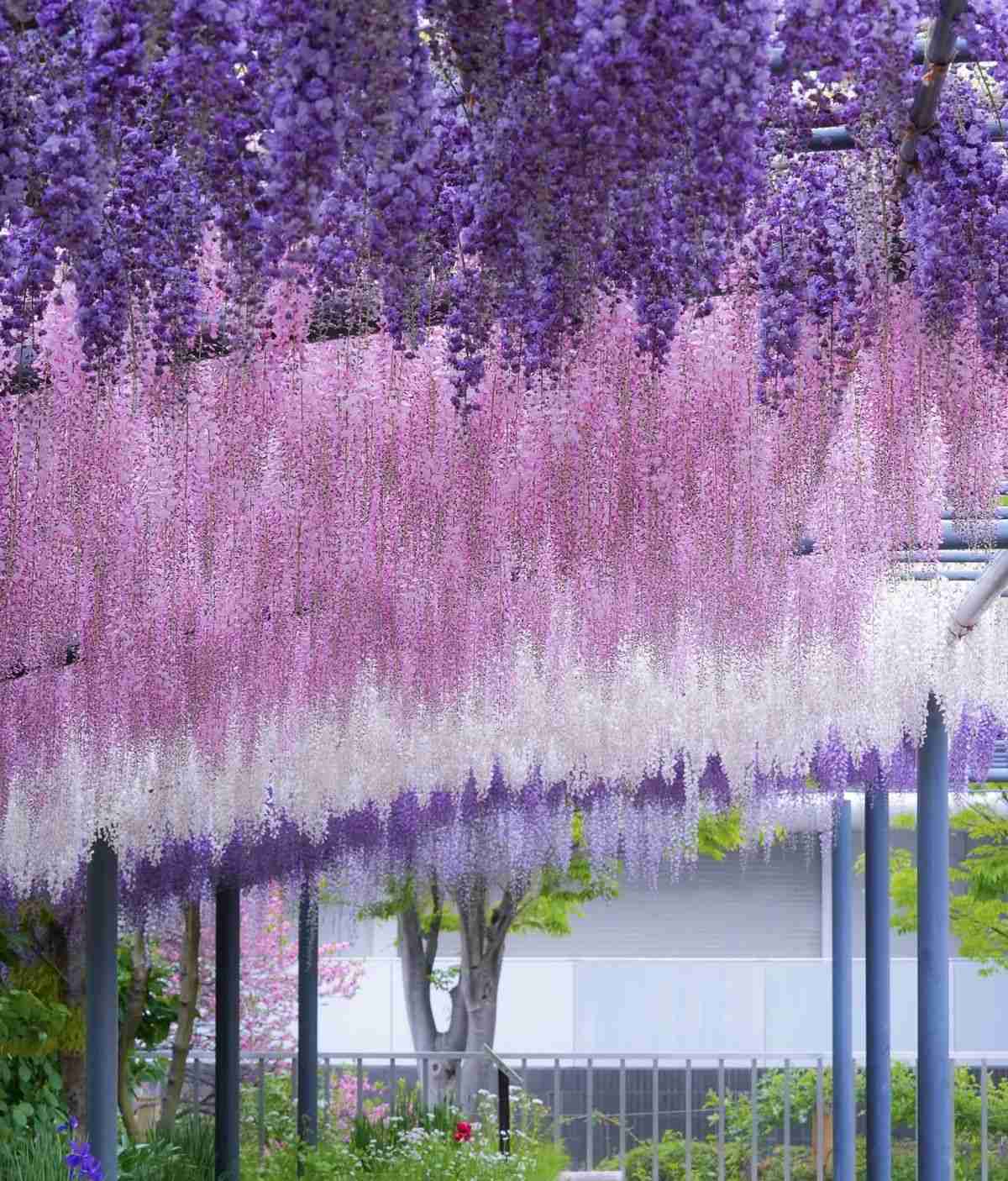 Ứng dụng hoa tử đằng trong cuộc sống