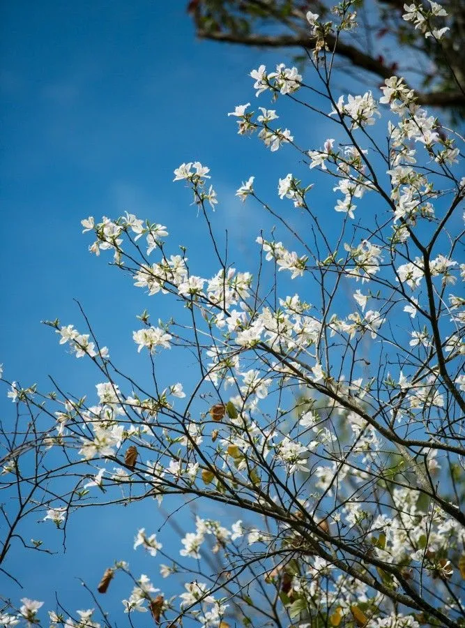 Ý nghĩa hoa ban trắng trong đời sống