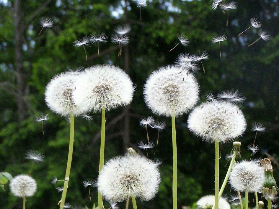 Ý nghĩa của hoa bồ công anh trong cuộc sống
